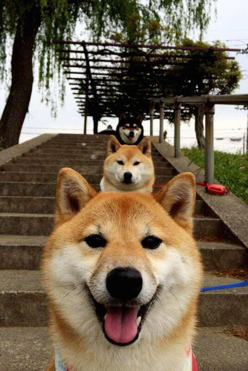 开云官方网站-《穿越火线》职业联赛与《反恐精英》全球总决赛的枪战对决，cf的职业联赛叫什么