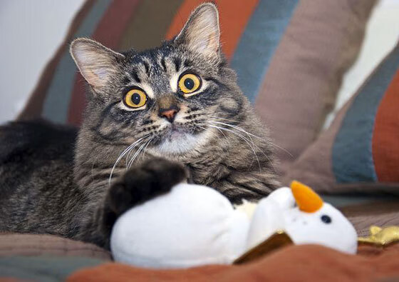 令人惊叹的“空中霸主”——头球王的巅峰表现,头球之王