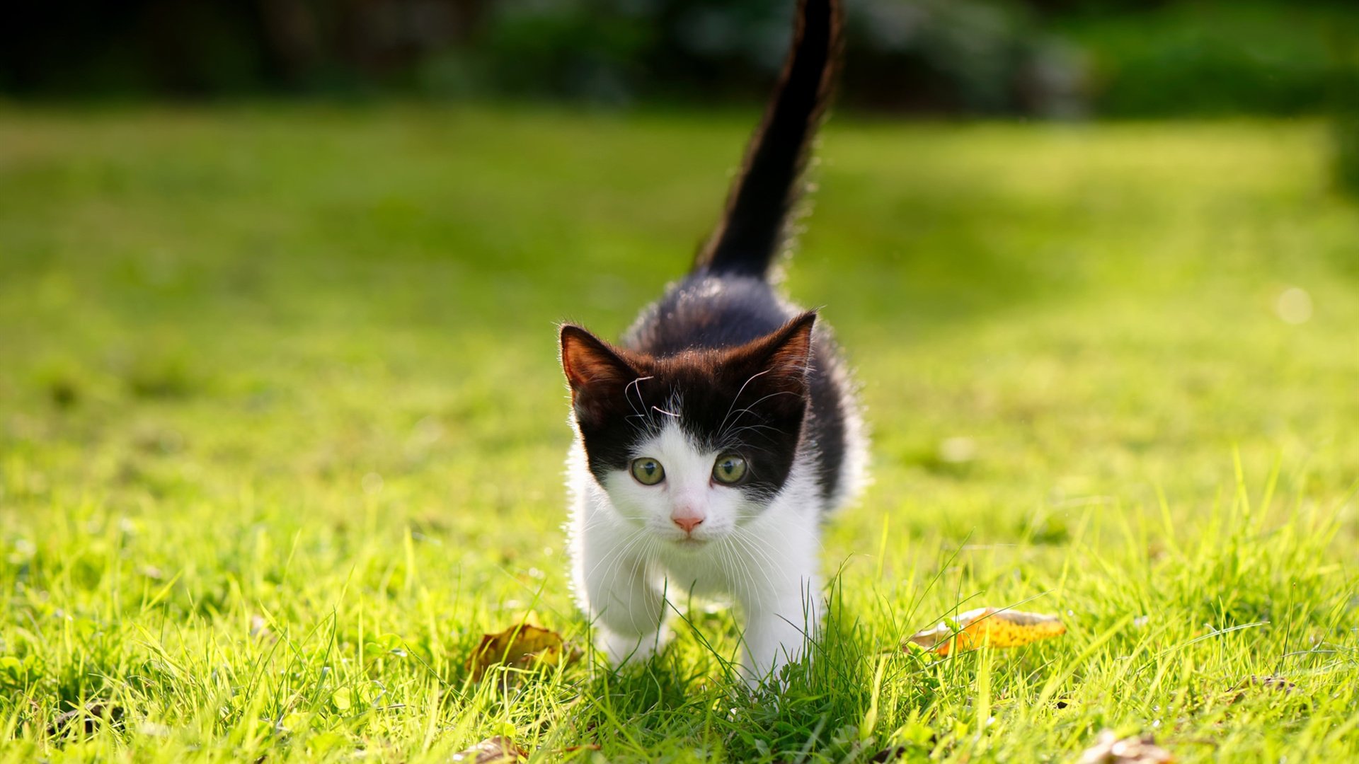 开云网页版登录入口-全员参战：年轻球员如何在关键时刻挺身而出？，全面球员