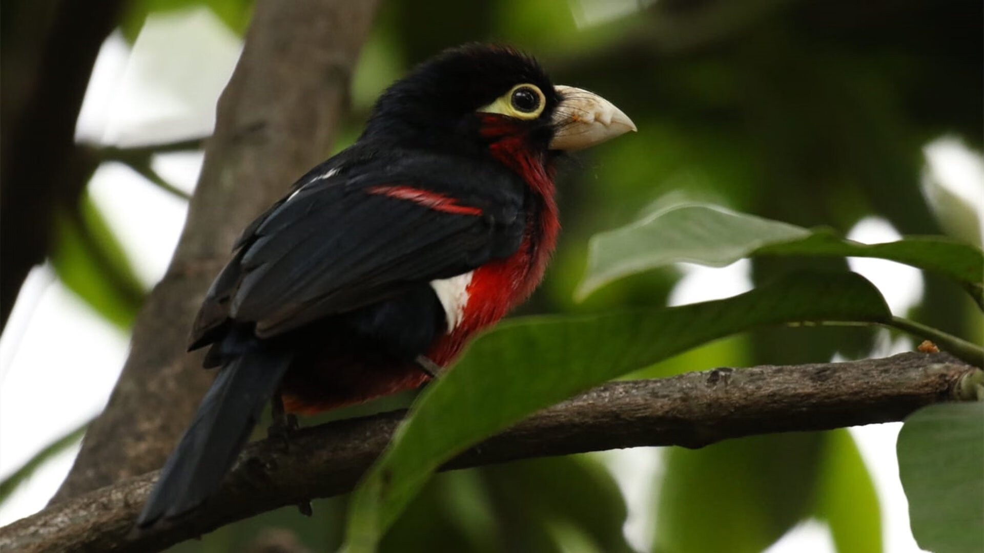 开云入口-在2021年季后赛第二轮，库里爆发36分，投中7个三分，带领勇士晋级！